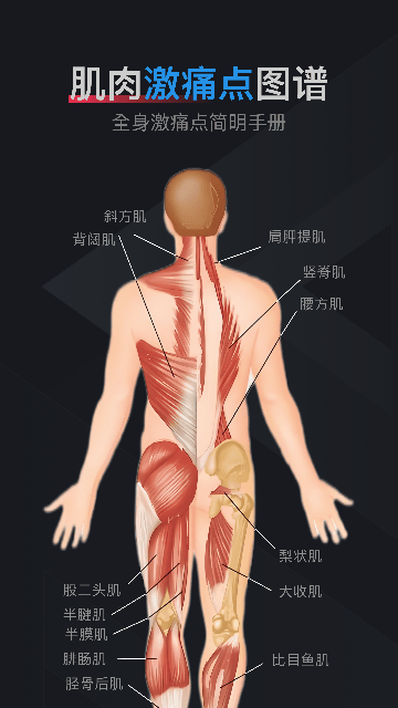 肌肉激痛点图谱软件下载v1.2 安卓版 肌肉激痛点图谱软件下载v1.2 安卓版